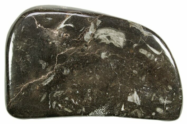 Polished Devonian Fossil Coral and Bryozoan Plate - Morocco #365140